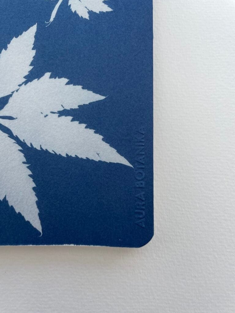 IMG_6638 Hojas de caigua · Libreta grande