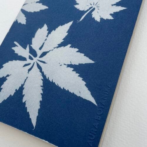 IMG_6639 Hojas de caigua · Libreta grande