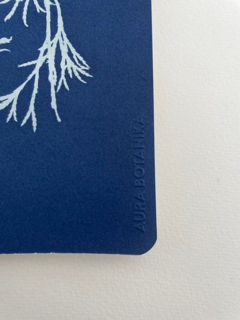 Licopodio · Libreta grande