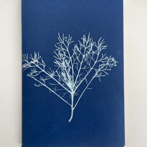 Alga del monte · Libreta grande